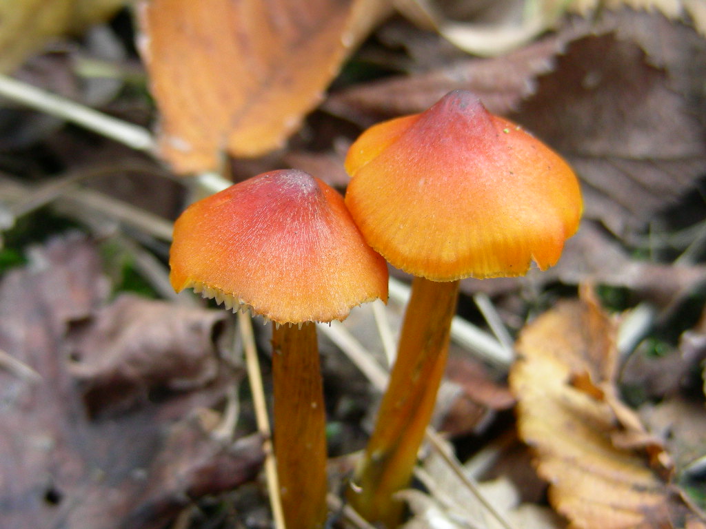 Hygrocybe conica ...